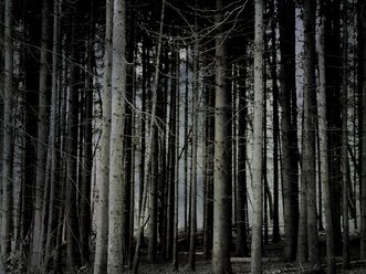 Blick auf einen Kiefernwald, Wülfrath, Deutschland - DWIF000059