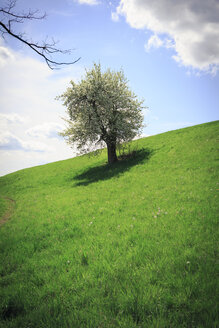 Einzelner Baum im Sonnenlicht auf einer Wiese - VTF000201