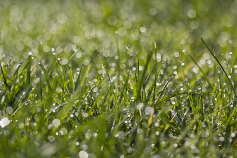 Meadow with dewdrops stock photo