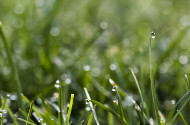 Blade of grass with dewdrop - MELF000007