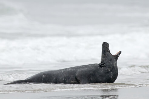 Deutschland, Schleswig-Holstein, Helgoland, Kegelrobbe, Halichoerus grypus, am Strand liegend - HACF000035