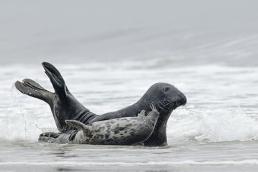 Deutschland, Schleswig-Holstein, Helgoland, Kegelrobbe, Halichoerus grypus, und Kegelrobbenjunges am Strand liegend - HACF000038