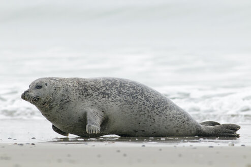 Germany, Schleswig-Holstein, Helgoland, Grey seal, Halichoerus grypus - HACF000042