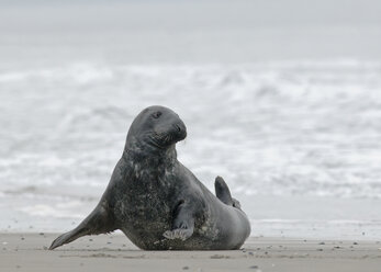 Deutschland, Schleswig-Holstein, Helgoland, Kegelrobbe, Halichoerus grypus, am Strand - HACF000044