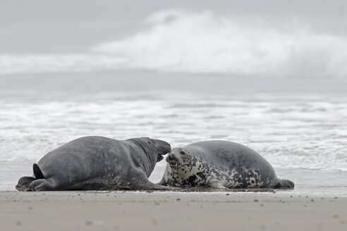 Germany, Schleswig-Holstein, Helgoland, Grey seals, Halichoerus grypus, lying at beach - HACF000043
