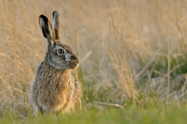 Deutschland, Schleswig-Holstein, Hasen, Leporidae - HACF000041