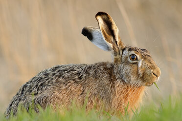 Deutschland, Schleswig-Holstein, Hasen, Leporidae - HACF000039