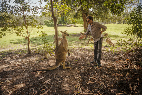 Australia, New South Wales, man preparing to make handshake with kangoroo - FBF000367