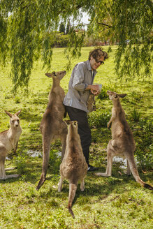 Australia, New South Wales, man feeding kangoroos - FBF000360