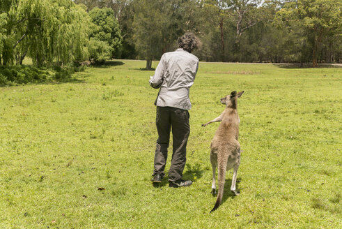 Australien, New South Wales, Mann füttert Känguru auf einer Wiese - FBF000359