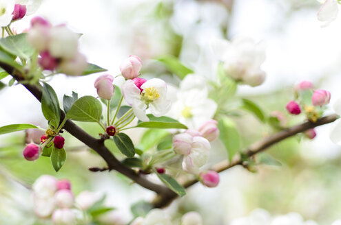 Weiße und rosa Blüten des Apfelbaums - CZF000152