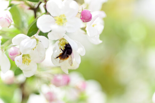 Hummel an der weißen Blüte eines Apfelbaums - CZF000151