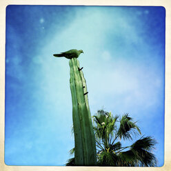 Taube sitzt auf einem Kaktus, Fuerteventura, Spanien - DRF000660