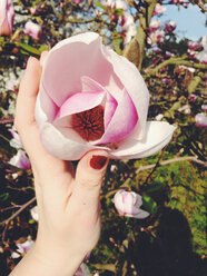 Woman holding a magnolia blossom, Magnolia - AFF000064