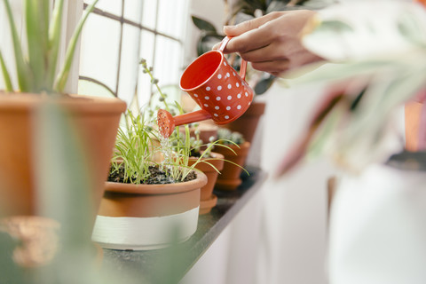 Female hand watering plant on window sill with a tiny watering can stock photo