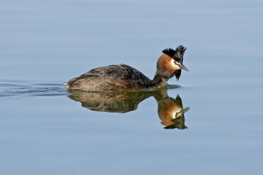 Deutschland, Schleswig-Holstein, Kap-Riesensturmvogel, Podiceps cristatus - HACF000045