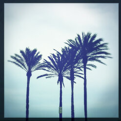 Palms on the beach of Malvarrosa, Spain, Valencia - DISF000785