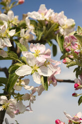 Deutschland, Hamburg, Bereich Altes Land, Apfelblüten, Malus domestica, im Frühling - KRPF000447