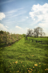 Germany, Hamburg, Area Altes Land, House and apple trees - KRP000448