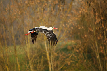 Germany, Baden-Wuerttemberg, Hohenlohe, White stork, Ciconia ciconia, flying - SLF000386
