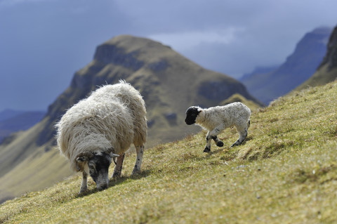 UK, Schottland, Schafe in der Landschaft, lizenzfreies Stockfoto