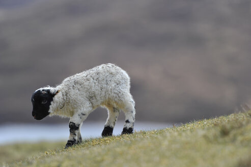 UK, Schottland, Schafe in der Landschaft - FDF000019