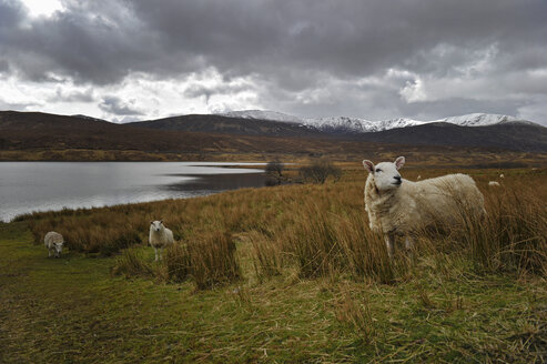 UK, Schottland, Schafe in der Landschaft - FDF000022