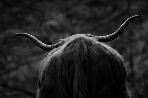 UK, Scotland, Highland cattle, rear view stock photo