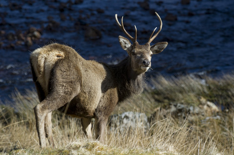 UK, Schottland, Hirsche in der Landschaft, lizenzfreies Stockfoto