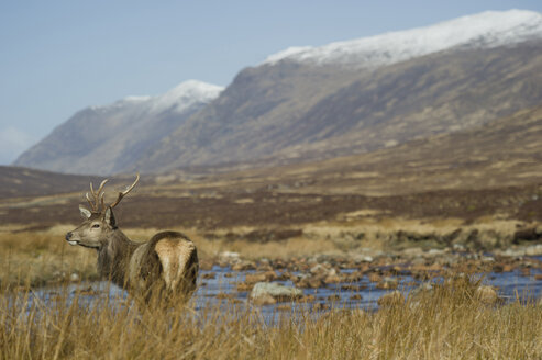 UK, Schottland, Hirsche in der Landschaft - FDF000028