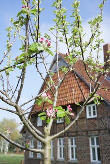 Deutschland, Nordrhein-Westfalen, Petershagen, Apfelbaum mit Knospen und einem traditionellen westfälischen Bauernhaus im Hintergrund. - HAWF000133