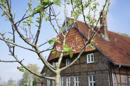 Deutschland, Nordrhein-Westfalen, Petershagen, Apfelbaum mit Knospen und einem traditionellen westfälischen Bauernhaus im Hintergrund. - HAWF000134