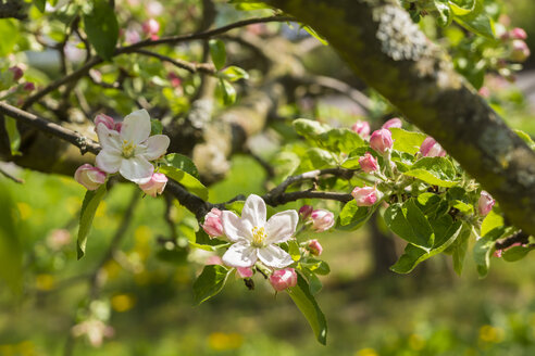 Deutschland, Hessen, Kronberg, Apfelbaumblüten, Malus domestica - WEF000067