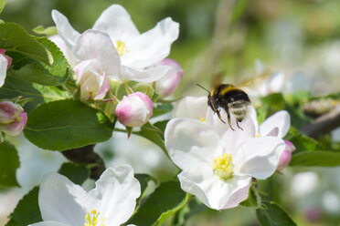 Deutschland, Hessen, Kronberg, Hummel an weißer Apfelbaumblüte - WEF000068