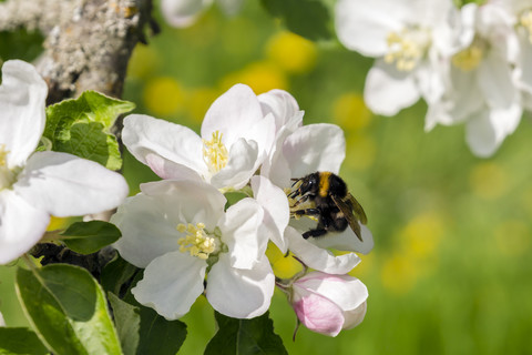 Deutschland, Hessen, Kronberg, Hummel an weißer Apfelbaumblüte, lizenzfreies Stockfoto