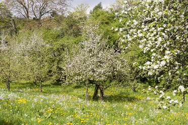 Deutschland, Hessen, Kronberg, Apfelbäume, Malus domestica, Wiese mit Streuobstbäumen - WEF000071