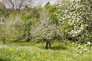 Deutschland, Hessen, Kronberg, Apfelbäume, Malus domestica, Wiese mit Streuobstbäumen - WEF000071