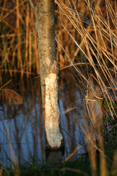 Germany, Baden-Wuerttemberg, Hohenlohe, Beaver, Castor fiber, damage a tree - SLF000392