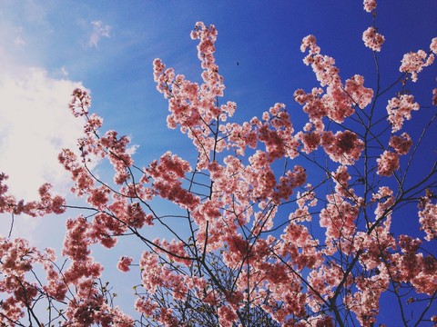 Cherry blossoms (Prunus avium Latin), Munich, Germany stock photo