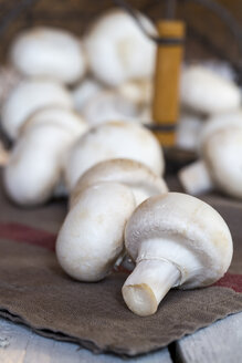 Weiße Champignons auf Küchenhandtuch - SARF000539