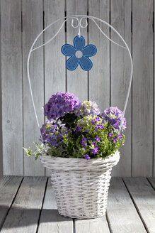 Hortensien, Hortensien und Glockenblumen, Glockenblumen im weißen Blumenkorb - CSF021273