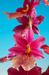 Cambria Orchidee Blumen, Orchidaceae, Hybride - CSF021276
