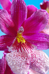 Kambrisches Knabenkraut, Orchidaceae, Hybride - CSF021277