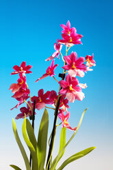 Cambria orchid, Orchidaceae, hybrid - CSF021279