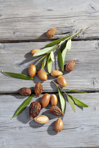 Argan-Nüsse und Blätter vom Arganbaum, Argania spinosa, lizenzfreies Stockfoto