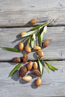 Argan-Nüsse und Blätter vom Arganbaum, Argania spinosa - CSF021284