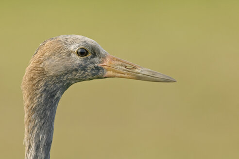 Germany, Mecklenburg-Western Pomerania, Common crane, Grus grus, young animal, portrait - HACF000052