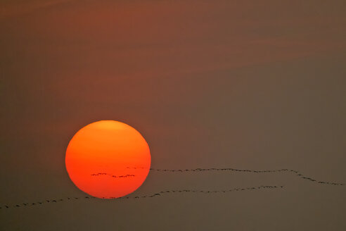 Deutschland, Mecklenburg-Vorpommern, Kraniche, Grus grus, bei Sonnenaufgang - HACF000055