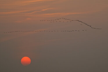 Germany, Mecklenburg-Western Pomerania, Common cranes, Grus grus, at sunrise - HACF000056