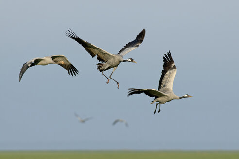 Deutschland, Mecklenburg-Vorpommern, Kraniche, Grus grus, Alt- und Jungtiere - HACF000059